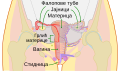 српски (ћирилица)