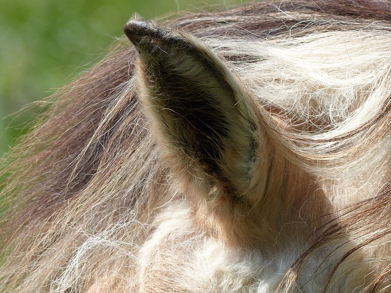 File:Fjord horse ear.jpg