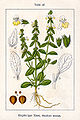 Stachys annua vol. 11 - plate 47 in: Jacob Sturm: Deutschlands Flora in Abbildungen (1796)