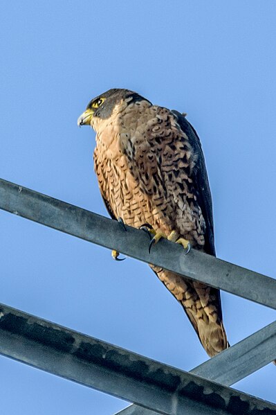 File:Peregrine Falcon Nepal.jpg