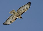 Thumbnail for File:Red-tailed Hawk27.jpg