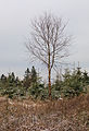 Krenkeltal Rothaarsteig in Sauerland, Berk (Betula) tussen naaldhout.