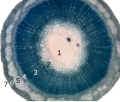 stem cross section of Linum usitatissimum. phloem = 4, 5 = phloem fibers