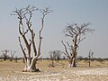 Moringa trees in Sprokieswoud