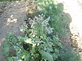 Prawy wódrak, Borretsch (Borago officinalis)