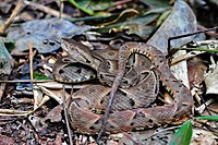 Bothrops moojeni