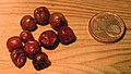 Dried fruit of C. annuum var. aviculare (Chiltepin)