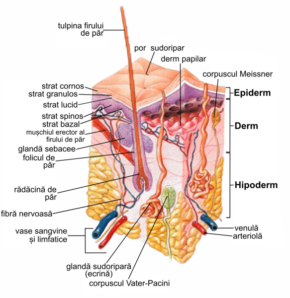 File:Structura pielii umane.png