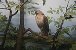 Thumbnail for File:Milwaukee Public Museum November 2022 088 (Wisconsin Woodlands--Wisconsin Fields and Woods- Red-tailed Hawk).jpg