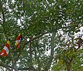 Anuradhapura Bo Tree at Jaya Sri Maha Bodhi (4)