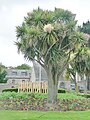 Cordyline australis (Racéna) sur le terre-plein du vieux port de Roscoff 1