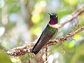 Thumbnail for File:Amethyst-throated Sunangel (Heliangelus amethysticollis).jpg