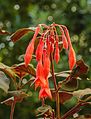 Fuchsia 'Göttingen'.