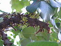 Male flowers (open); Alanya, Turkey