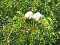 Foliage and fruit; Boynton Beach, Florida