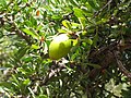 Foliage, immature fruit; Essaouira, Morocco