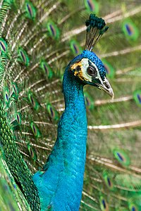 Pavo cristatus (Indian Peafowl)