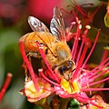 Drinking nectar from rata