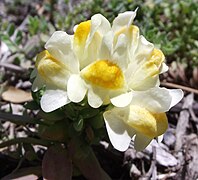 Linaria japonica