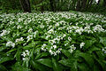 Allium ursinum in Puhtu