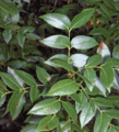 Foliage; Everglades NP, Florida