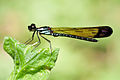 Euphaea masoni (female) - Kaeng Krachan National Park