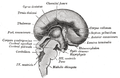 embryo brain