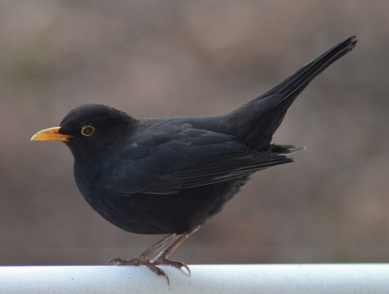 File:Turdus merula Amsel 01 ms.jpg