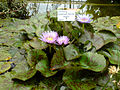 Nymphaea 'Bagdad'