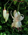 Fuchsia 'Moonglow'.