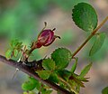 Rosa pinetorum