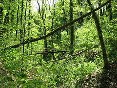 6.11.15 Ungeheuerklamm