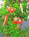 Tiger lily (Lilium lancifolium)