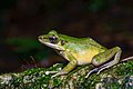 Odorrana hosii, Hose's frog - Khao Sok National Park - Khao Sok National Park