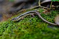 Sphenomorphus maculatus, Spotted forest skink - Khao Sok National Park