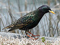 Deutsch: Stare English: Starlings Sturnidae (cat.)