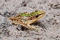 Hylarana macrodactyla, Long-toed frog - Phu Kradueng National Park