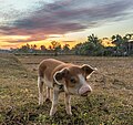 Thumbnail for File:Contre-jour photograph of a standing piglet at sunset with colorful sky in Don Det Laos.jpg