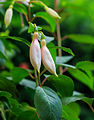 Fuchsia 'Aloys Hetterscheid'.