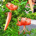 Lilium lancifolium (Tiger lily)