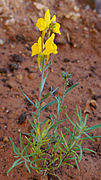 Linaria oligantha