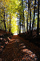 English: Hiking trail to Mount Ulrich Deutsch: Wanderweg auf den Ulrichsberg