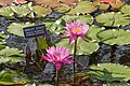 Nymphaea 'Shirley Byrne'