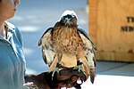 Thumbnail for File:Sacramento Zoo - Red-tailed Hawk 02.jpg