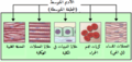 العربية