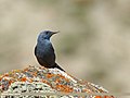 Male; Hunza, Gilgit-Baltistan, Pakistan