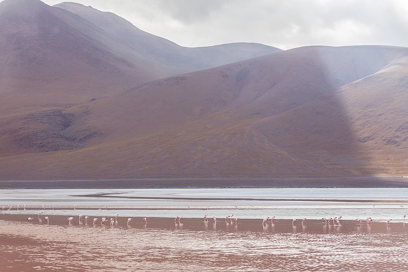 File:Flamencos andinos (Phoenicoparrus andinus), Laguna Colorada, Bolivia, 2016-02-02, DD 103.JPG