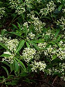 Viburnum henryi