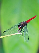 Thumbnail for File:Orthetrum chrysis,Brown-backed Red Marsh Hawk.jpg