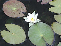 Nymphaea tetragona